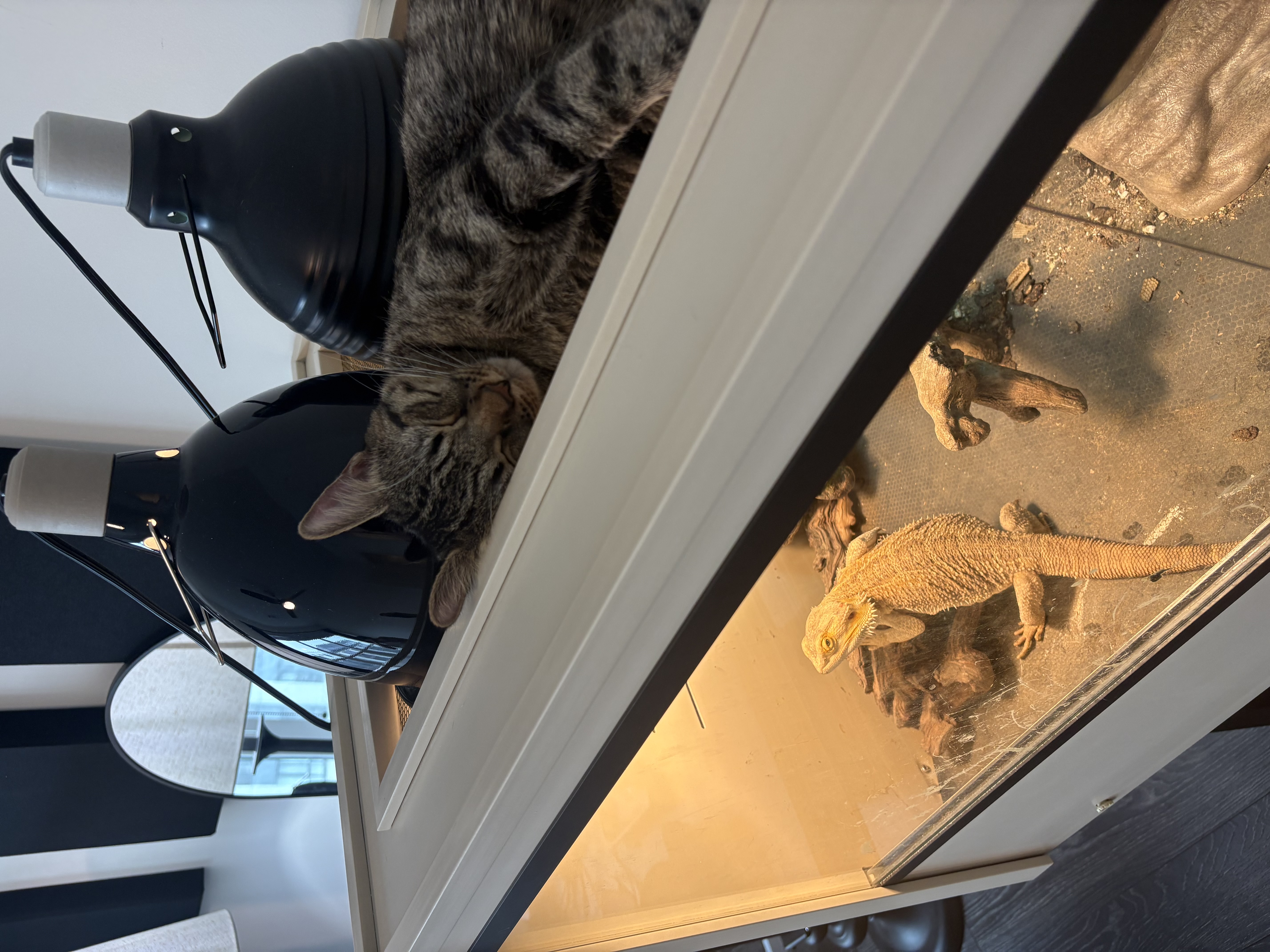 Ryan&rsquo;s two cats and bearded dragon